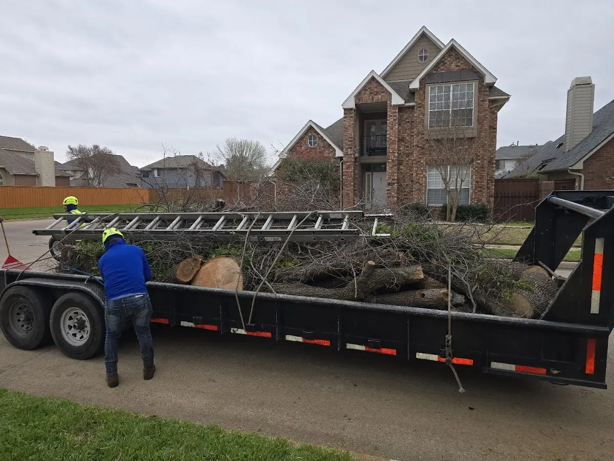 Expert Tree Removal with proper safety equipment in Orestes